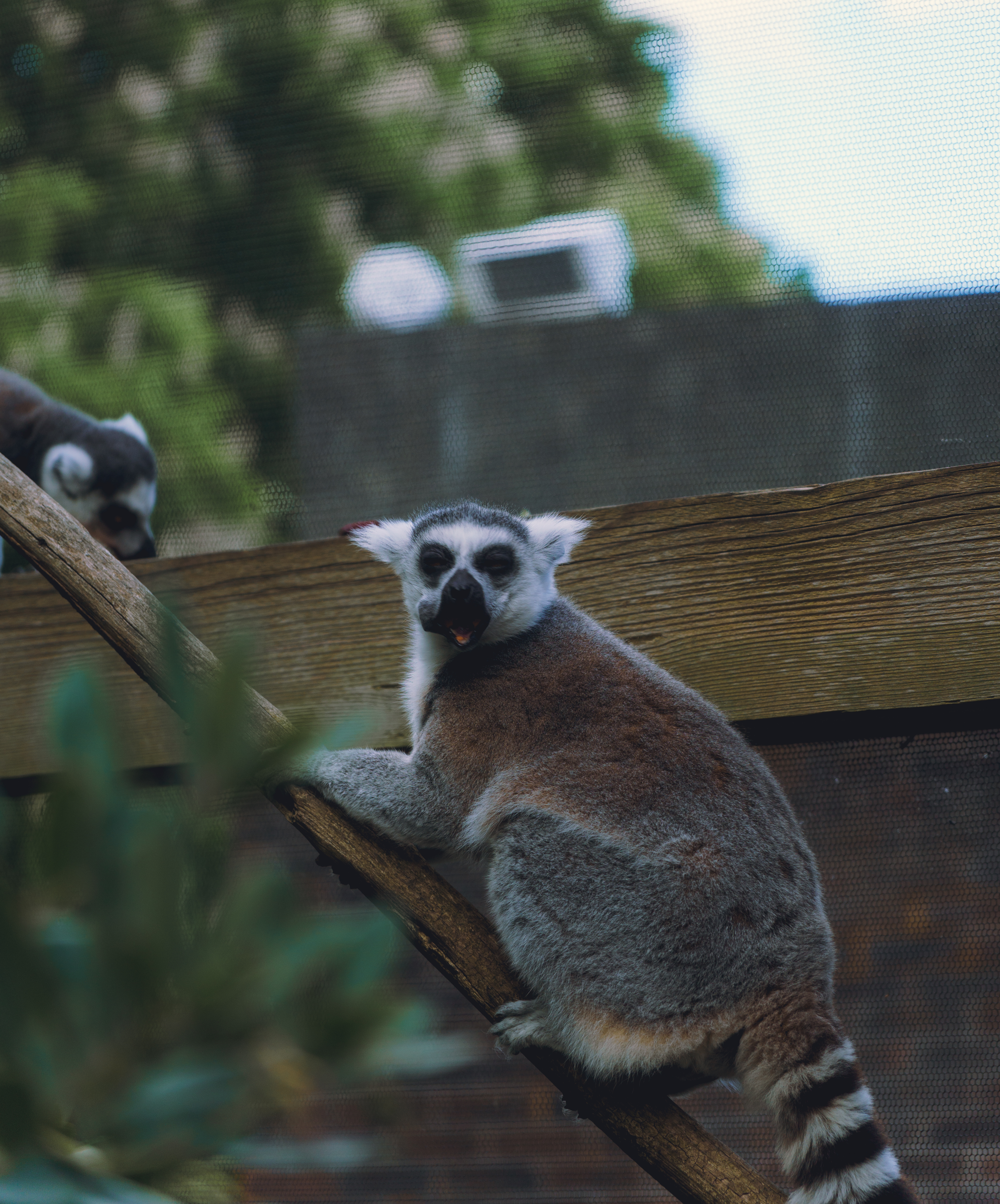 Lemur Silly Face